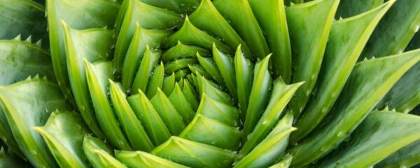 aloe vera