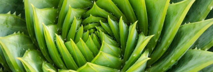 aloe vera