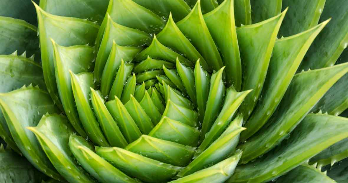 aloe vera